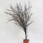 Decorative tree with vase