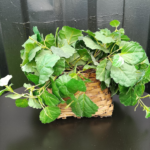 Faux Potted Plant Centerpiece