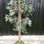 Artificial variegated weeping fig tree